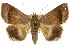  (Bastilla hicanora - 10ANIC-07156)  @15 [ ] CreativeCommons - Attribution (2010) CBG Photography Group Centre for Biodiversity Genomics