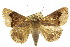  (Dysgonia monogona - 10ANIC-07158)  @15 [ ] CreativeCommons - Attribution (2010) CBG Photography Group Centre for Biodiversity Genomics