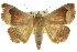  ( - 10ANIC-07159)  @15 [ ] CreativeCommons - Attribution (2010) CBG Photography Group Centre for Biodiversity Genomics