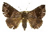 ( - 10ANIC-07161)  @14 [ ] CreativeCommons - Attribution (2010) CBG Photography Group Centre for Biodiversity Genomics