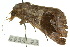  ( - 10ANIC-07162)  @13 [ ] CreativeCommons - Attribution (2010) CBG Photography Group Centre for Biodiversity Genomics