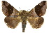  (Bastilla joviana - 10ANIC-07163)  @15 [ ] CreativeCommons - Attribution (2010) CBG Photography Group Centre for Biodiversity Genomics
