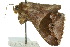  ( - 10ANIC-07165)  @13 [ ] CreativeCommons - Attribution (2010) CBG Photography Group Centre for Biodiversity Genomics