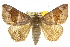  ( - 10ANIC-07166)  @13 [ ] CreativeCommons - Attribution (2010) CBG Photography Group Centre for Biodiversity Genomics