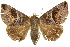  (Bastilla copidiphora - 10ANIC-07167)  @11 [ ] CreativeCommons - Attribution (2010) CBG Photography Group Centre for Biodiversity Genomics