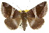  ( - 10ANIC-07168)  @15 [ ] CreativeCommons - Attribution (2010) CBG Photography Group Centre for Biodiversity Genomics
