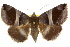  (Bastilla dicoela - 10ANIC-07169)  @15 [ ] CreativeCommons - Attribution (2010) CBG Photography Group Centre for Biodiversity Genomics