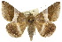  ( - 10ANIC-07171)  @15 [ ] CreativeCommons - Attribution (2010) CBG Photography Group Centre for Biodiversity Genomics