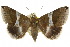  ( - 10ANIC-07172)  @15 [ ] CreativeCommons - Attribution (2010) CBG Photography Group Centre for Biodiversity Genomics