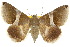  (Dysgonia constricta - 10ANIC-07173)  @15 [ ] CreativeCommons - Attribution (2010) CBG Photography Group Centre for Biodiversity Genomics