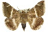  (Bastilla arctotaenia - 10ANIC-07174)  @15 [ ] CreativeCommons - Attribution (2010) CBG Photography Group Centre for Biodiversity Genomics