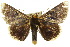  ( - 10ANIC-07188)  @15 [ ] CreativeCommons - Attribution (2010) CBG Photography Group Centre for Biodiversity Genomics