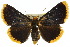  ( - 10ANIC-07189)  @15 [ ] CreativeCommons - Attribution (2010) CBG Photography Group Centre for Biodiversity Genomics
