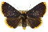  (Bastilla sp. ANIC5 - 10ANIC-07190)  @15 [ ] CreativeCommons - Attribution (2010) CBG Photography Group Centre for Biodiversity Genomics