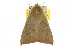  ( - 10ANIC-07191)  @14 [ ] CreativeCommons - Attribution (2010) CBG Photography Group Centre for Biodiversity Genomics