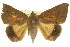  (Ophisma gravata - 10ANIC-07192)  @15 [ ] CreativeCommons - Attribution (2010) CBG Photography Group Centre for Biodiversity Genomics