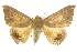  ( - 10ANIC-07193)  @15 [ ] CreativeCommons - Attribution (2010) CBG Photography Group Centre for Biodiversity Genomics