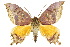  ( - 10ANIC-07217)  @15 [ ] CreativeCommons - Attribution (2010) CBG Photography Group Centre for Biodiversity Genomics