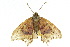  ( - 10ANIC-07219)  @13 [ ] CreativeCommons - Attribution (2010) CBG Photography Group Centre for Biodiversity Genomics