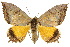  ( - 10ANIC-07220)  @15 [ ] CreativeCommons - Attribution (2010) CBG Photography Group Centre for Biodiversity Genomics