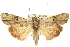  ( - 10ANIC-07222)  @14 [ ] CreativeCommons - Attribution (2010) CBG Photography Group Centre for Biodiversity Genomics