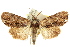 (Stenopterygia kebea - 10ANIC-07224)  @14 [ ] CreativeCommons - Attribution (2010) CBG Photography Group Centre for Biodiversity Genomics