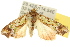  ( - 10ANIC-07234)  @13 [ ] CreativeCommons - Attribution (2010) CBG Photography Group Centre for Biodiversity Genomics