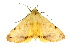  ( - 10ANIC-07319)  @13 [ ] CreativeCommons - Attribution (2010) CBG Photography Group Centre for Biodiversity Genomics