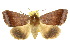  ( - 10ANIC-07331)  @11 [ ] CreativeCommons - Attribution (2010) CBG Photography Group Centre for Biodiversity Genomics