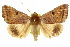  ( - 10ANIC-07333)  @15 [ ] CreativeCommons - Attribution (2010) CBG Photography Group Centre for Biodiversity Genomics