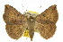  ( - 10ANIC-07391)  @15 [ ] CreativeCommons - Attribution (2010) CBG Photography Group Centre for Biodiversity Genomics