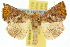 (Zonoplusia ochreata - 10ANIC-07405)  @15 [ ] CreativeCommons - Attribution (2010) CBG Photography Group Centre for Biodiversity Genomics