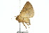  ( - 10ANIC-07406)  @13 [ ] CreativeCommons - Attribution (2010) CBG Photography Group Centre for Biodiversity Genomics