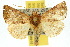  ( - 10ANIC-07407)  @14 [ ] CreativeCommons - Attribution (2010) CBG Photography Group Centre for Biodiversity Genomics