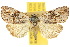  (Euryschema - 10ANIC-07428)  @11 [ ] CreativeCommons - Attribution (2010) CBG Photography Group Centre for Biodiversity Genomics