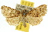  ( - 10ANIC-07438)  @15 [ ] CreativeCommons - Attribution (2010) CBG Photography Group Centre for Biodiversity Genomics