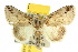  ( - 10ANIC-07490)  @14 [ ] CreativeCommons - Attribution (2010) CBG Photography Group Centre for Biodiversity Genomics