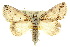  ( - 10ANIC-07491)  @15 [ ] CreativeCommons - Attribution (2010) CBG Photography Group Centre for Biodiversity Genomics