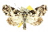  (Epicyrtica - 10ANIC-07501)  @15 [ ] CreativeCommons - Attribution (2010) CBG Photography Group Centre for Biodiversity Genomics