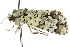  ( - 10ANIC-07511)  @14 [ ] CreativeCommons - Attribution (2010) CBG Photography Group Centre for Biodiversity Genomics