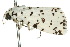  ( - 10ANIC-07515)  @12 [ ] CreativeCommons - Attribution (2010) CBG Photography Group Centre for Biodiversity Genomics