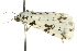  ( - 10ANIC-07517)  @12 [ ] CreativeCommons - Attribution (2010) CBG Photography Group Centre for Biodiversity Genomics
