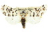  ( - 10ANIC-07519)  @15 [ ] CreativeCommons - Attribution (2010) CBG Photography Group Centre for Biodiversity Genomics