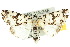  ( - 10ANIC-07520)  @12 [ ] CreativeCommons - Attribution (2010) CBG Photography Group Centre for Biodiversity Genomics