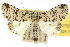 ( - 10ANIC-07521)  @13 [ ] CreativeCommons - Attribution (2010) CBG Photography Group Centre for Biodiversity Genomics