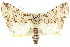 ( - 10ANIC-07522)  @11 [ ] CreativeCommons - Attribution (2010) CBG Photography Group Centre for Biodiversity Genomics