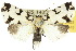  ( - 10ANIC-07523)  @15 [ ] CreativeCommons - Attribution (2010) CBG Photography Group Centre for Biodiversity Genomics