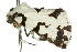  ( - 10ANIC-07525)  @14 [ ] CreativeCommons - Attribution (2010) CBG Photography Group Centre for Biodiversity Genomics