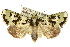  ( - 10ANIC-07526)  @15 [ ] CreativeCommons - Attribution (2010) CBG Photography Group Centre for Biodiversity Genomics
