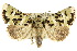  ( - 10ANIC-07527)  @14 [ ] CreativeCommons - Attribution (2010) CBG Photography Group Centre for Biodiversity Genomics